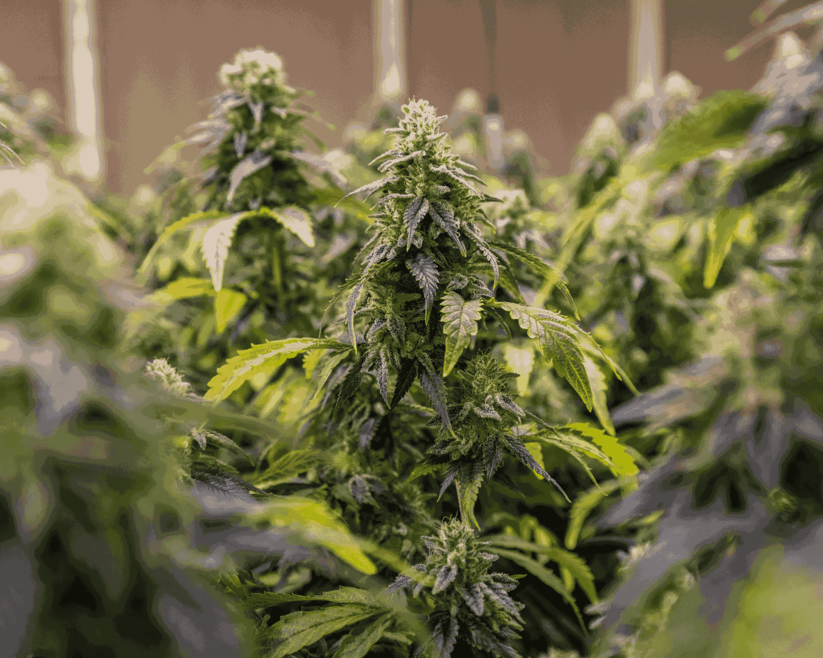 How To Grow Marijuana Outdoors? Complete Guide 2024