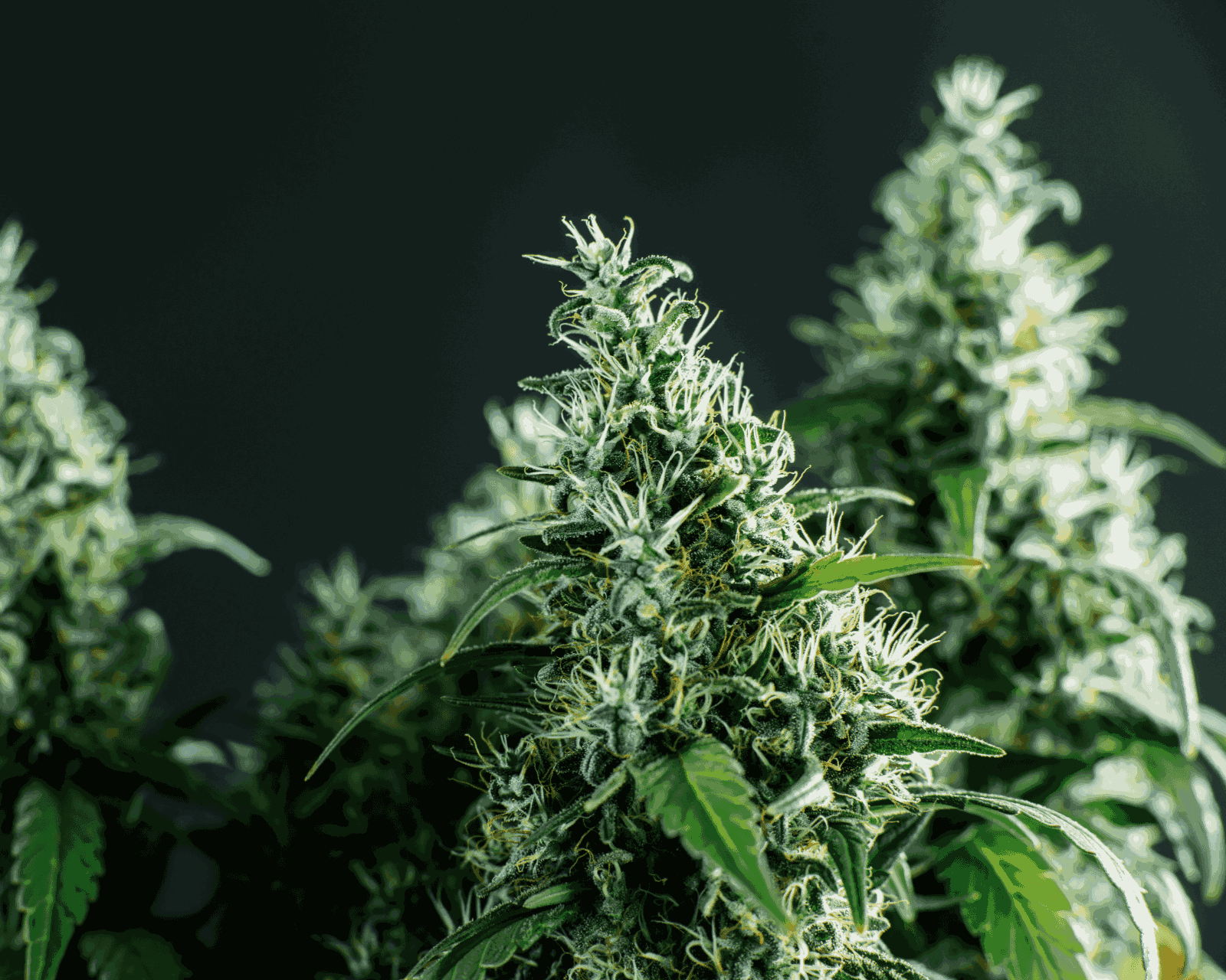 How to Clone a Cannabis Organically? Step-by-Step Guide 2024