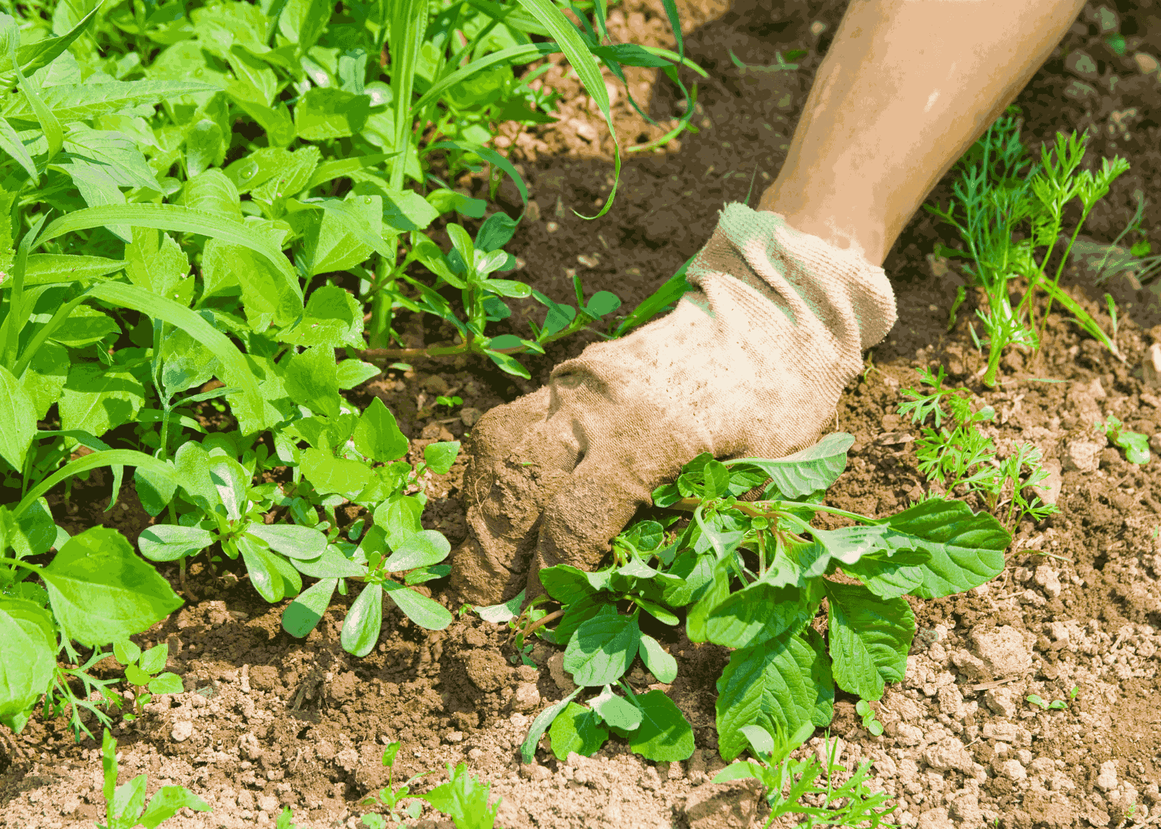 How to Get Rid of Weed Smell?