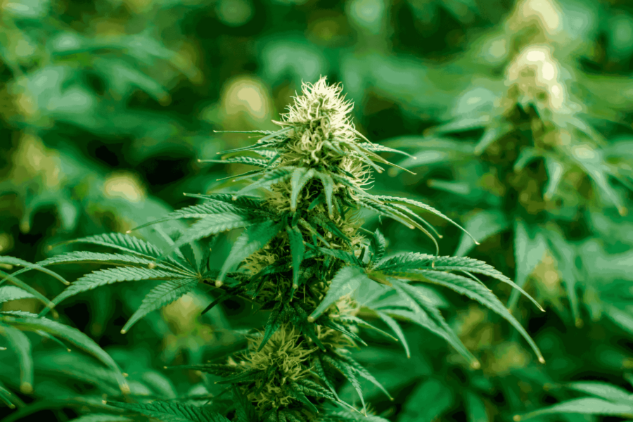 How to Top a Marijuana Plant