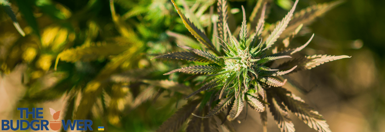 Light Cycles of Cannabis Growth