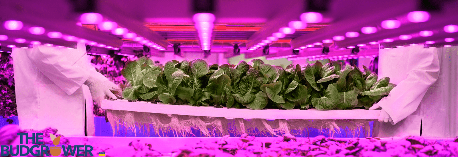 Natural vs Artificial Light