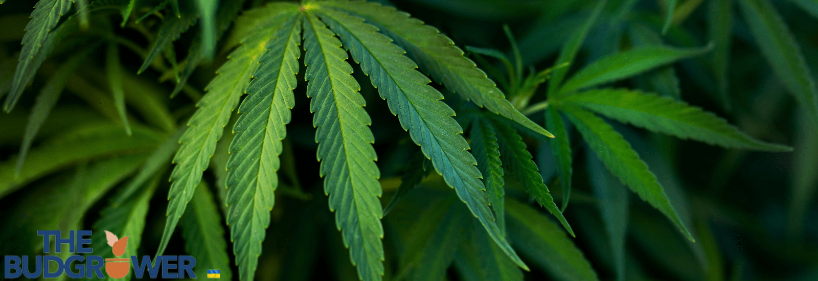 Stages of Cannabis Growth