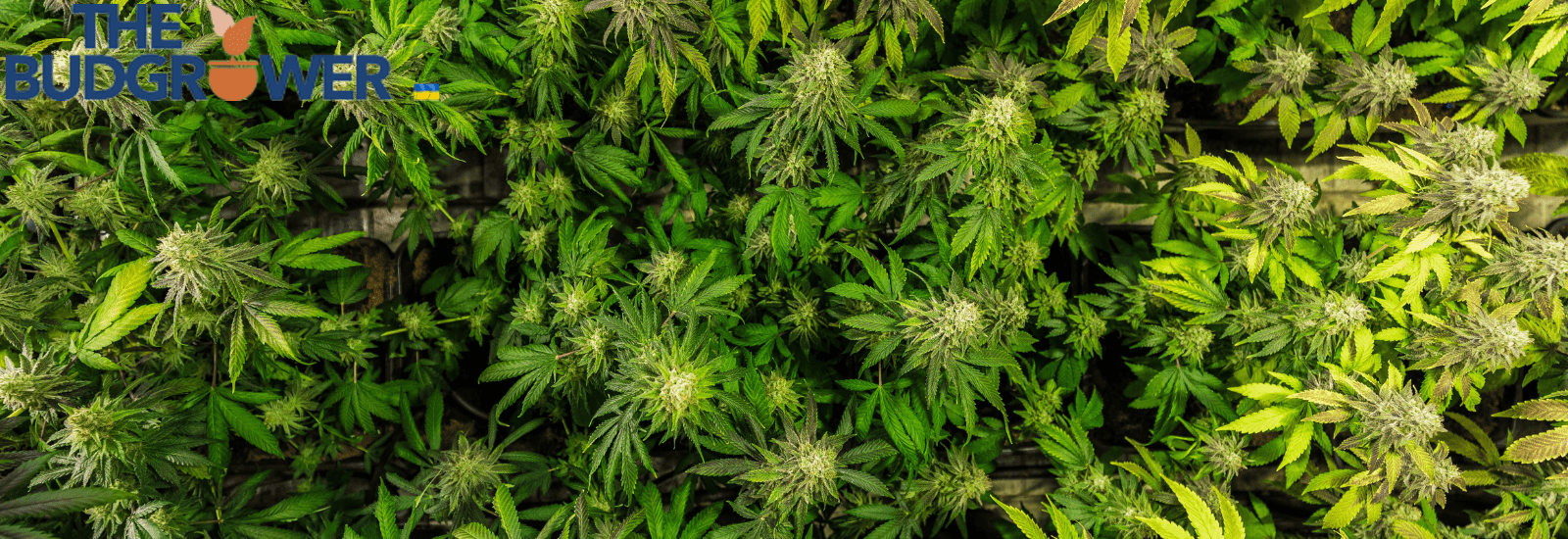 Steps to Grow Marijuana Outdoors