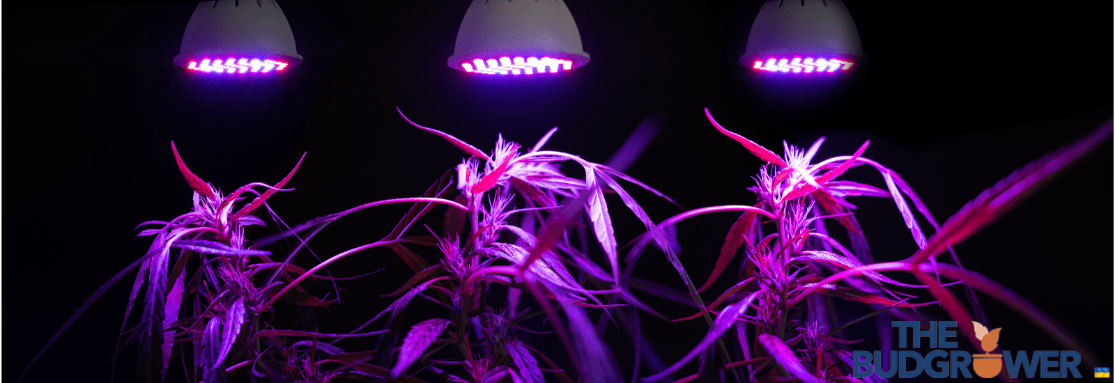 Types of Growing Lights