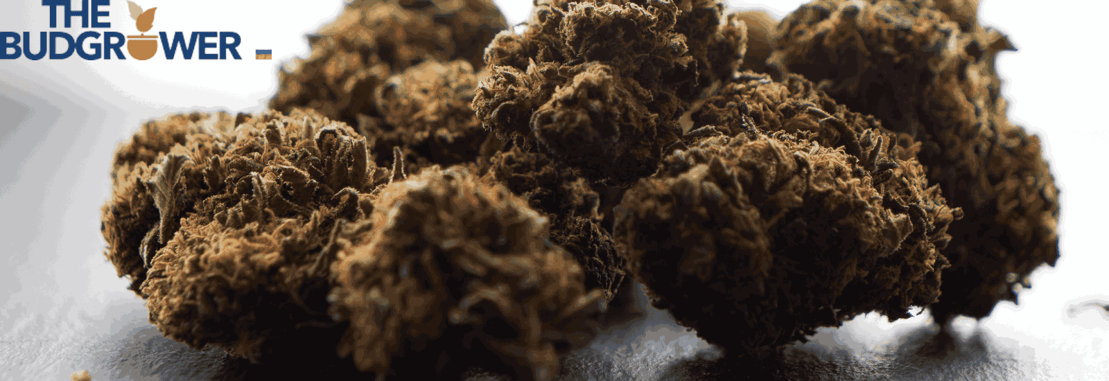 What Does Weed Look Like