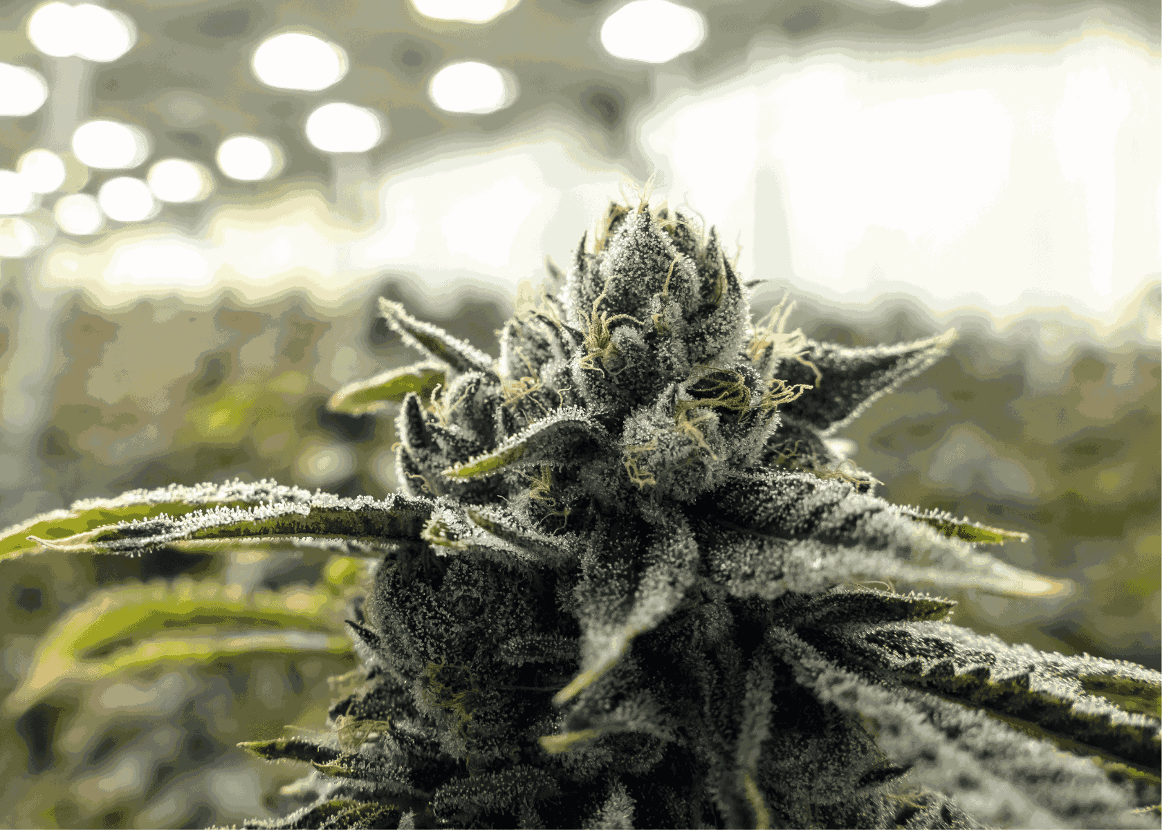 What Does Weed With Mold Look Like?