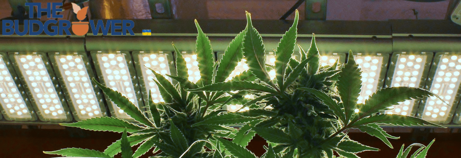 What Function Do Growing Lights Serve