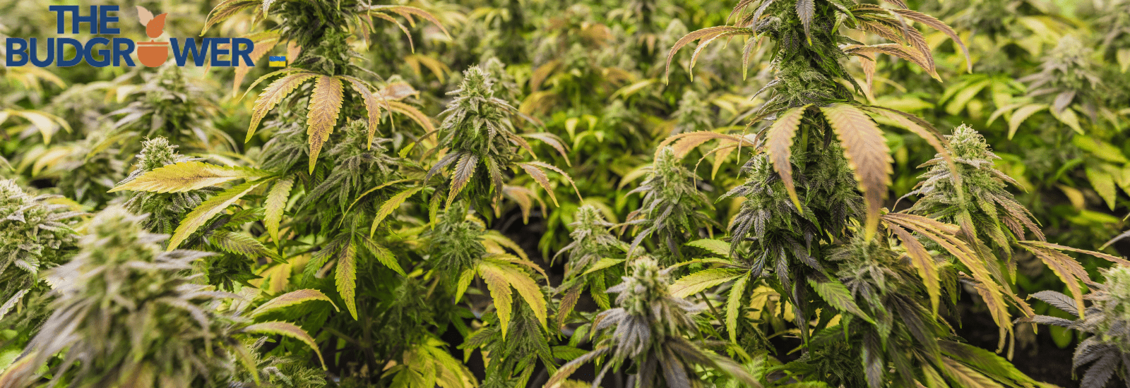 What to Consider When Growing Marijuana Outdoors