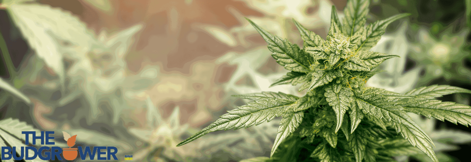 Why Do We Need to Clone Cannabis Plants