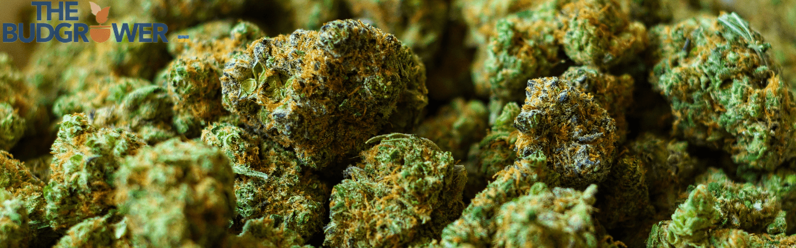 benefits of marijuana topping