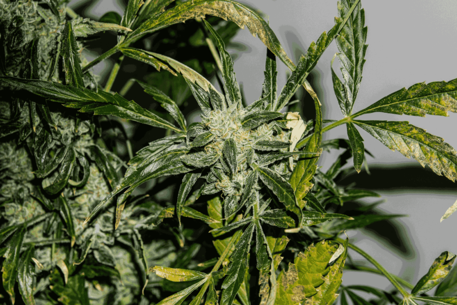 10 Best Indoor Marijuana Strains in 2024
