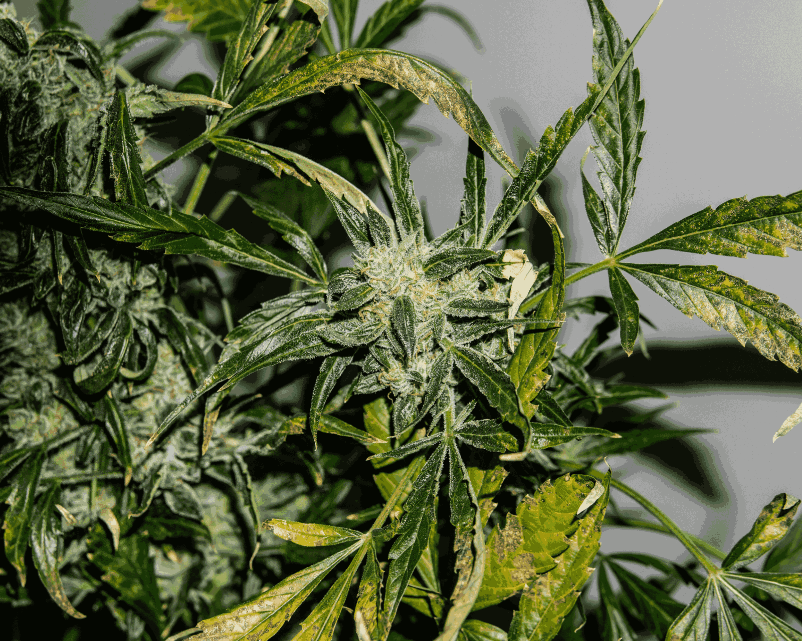 10 Best Indoor Marijuana Strains in 2024