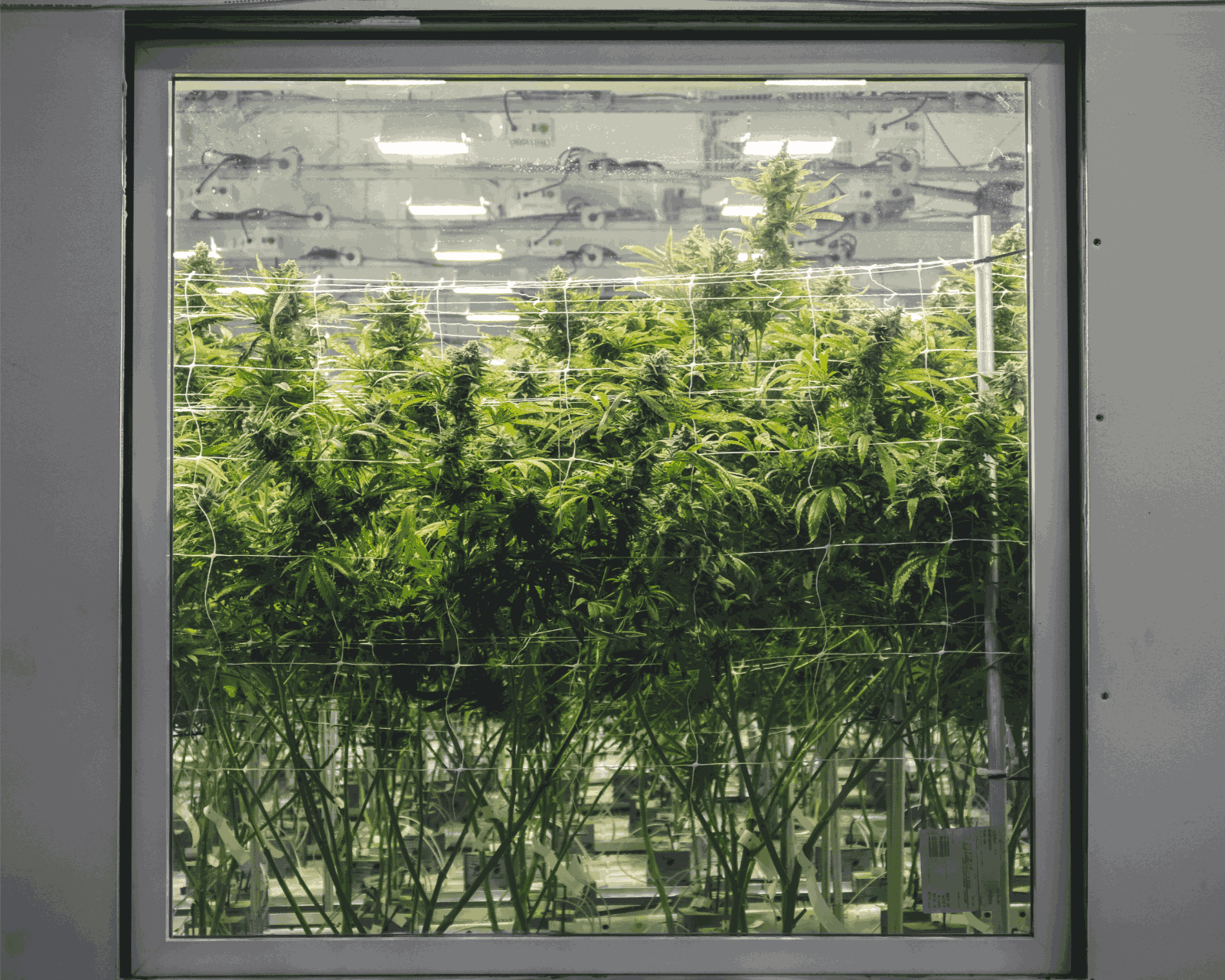 Grow Tent vs Grow Room: Which is Best for You?