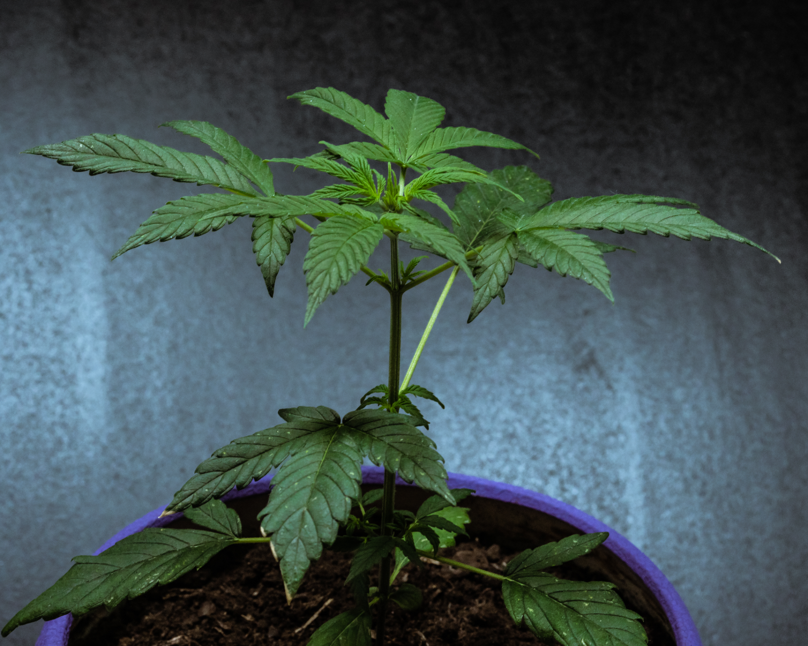 Grow Tent Ventilation Tips and Tricks 2024