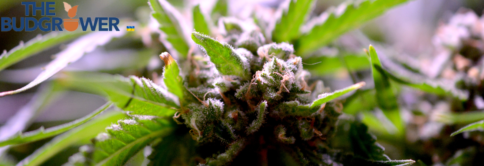 Grow tent Features That Encourage Airflow