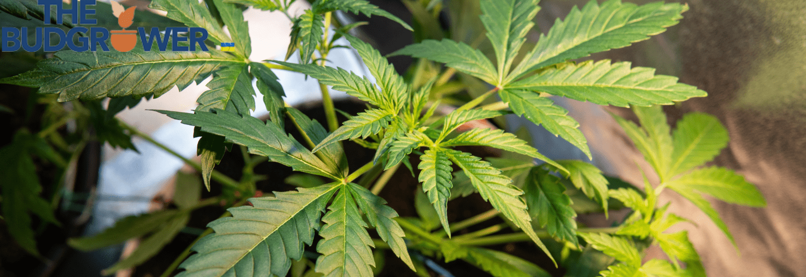 Grow tent Necessary Equipment for Your Ventilation Setup