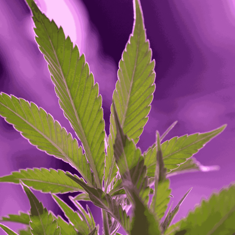 How to Clean a Grow Tent