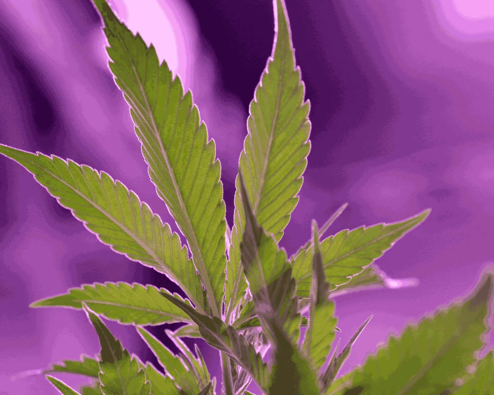 How to Clean a Grow Tent: Complete Guide