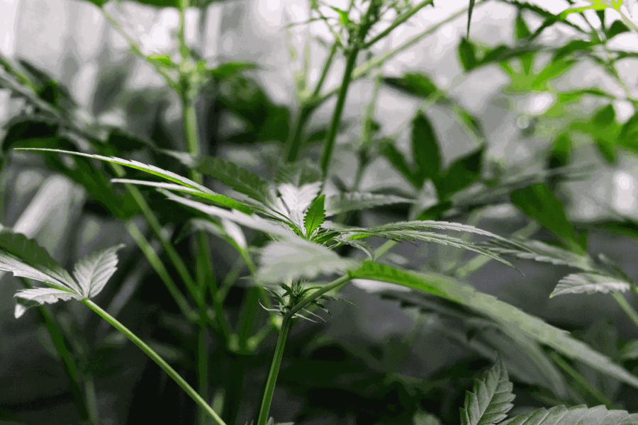 How to Control Humidity in Grow Tent