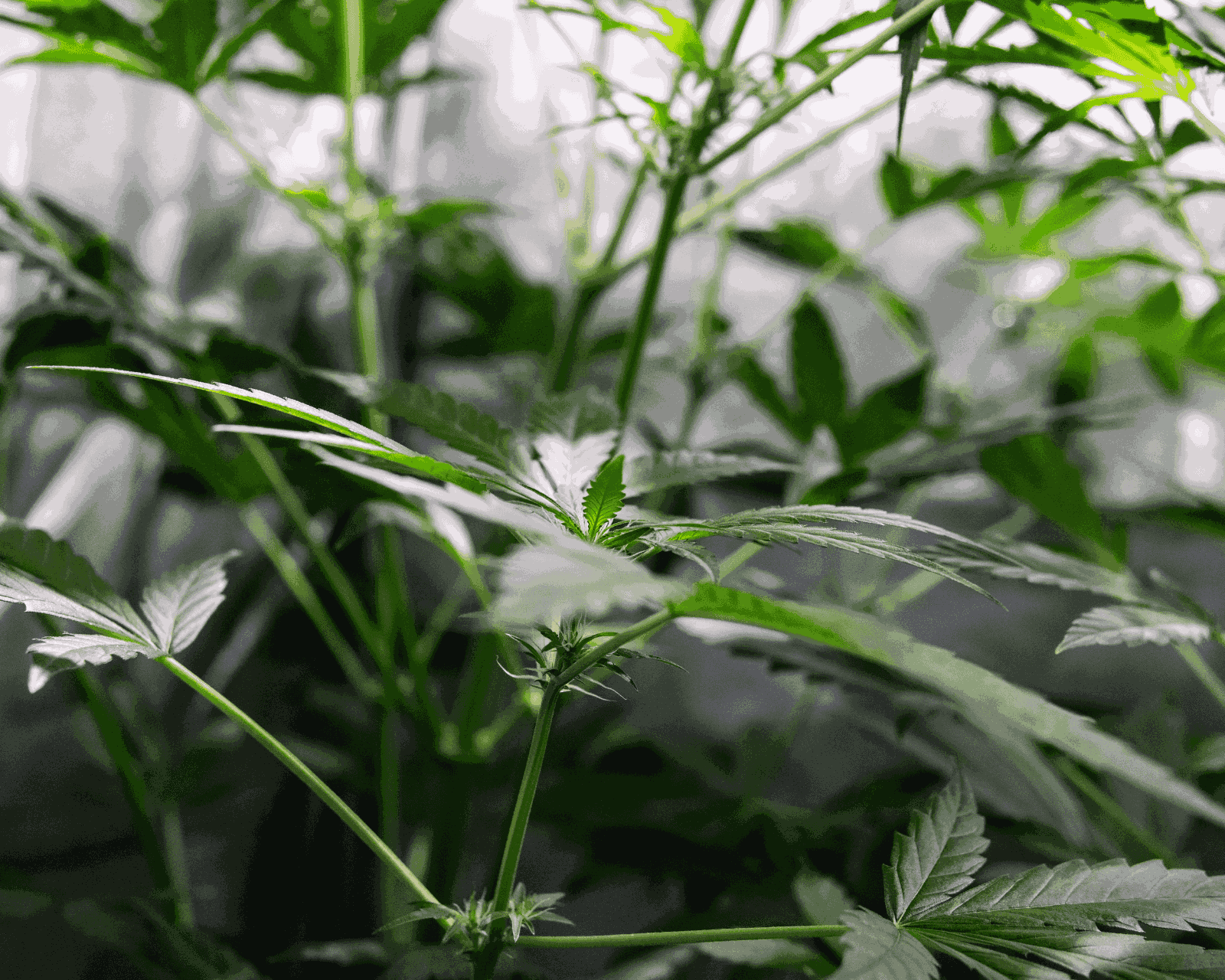 How to Control Humidity in Grow Tent: Complete Guide