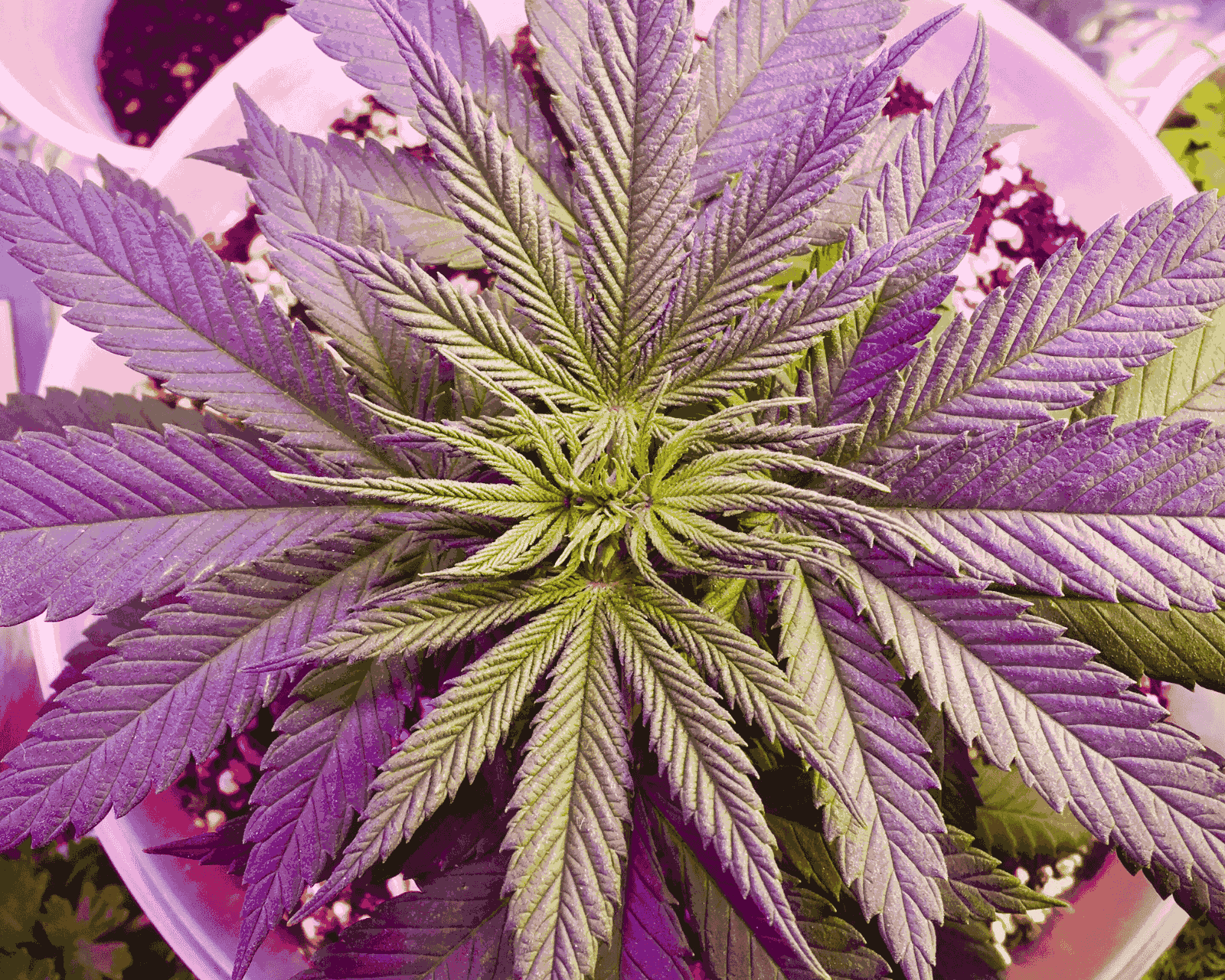 How to Grow Marijuana Indoors: Complete Guide 2024