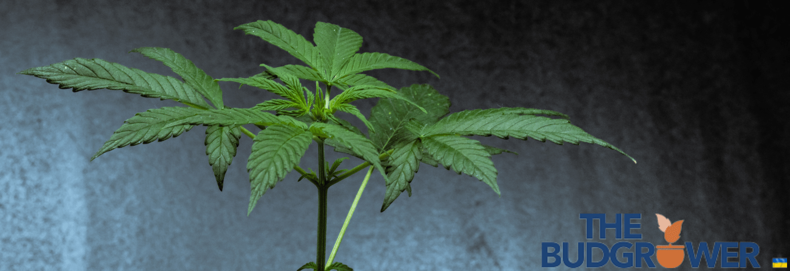 How to Increase Humidity in Grow Tent