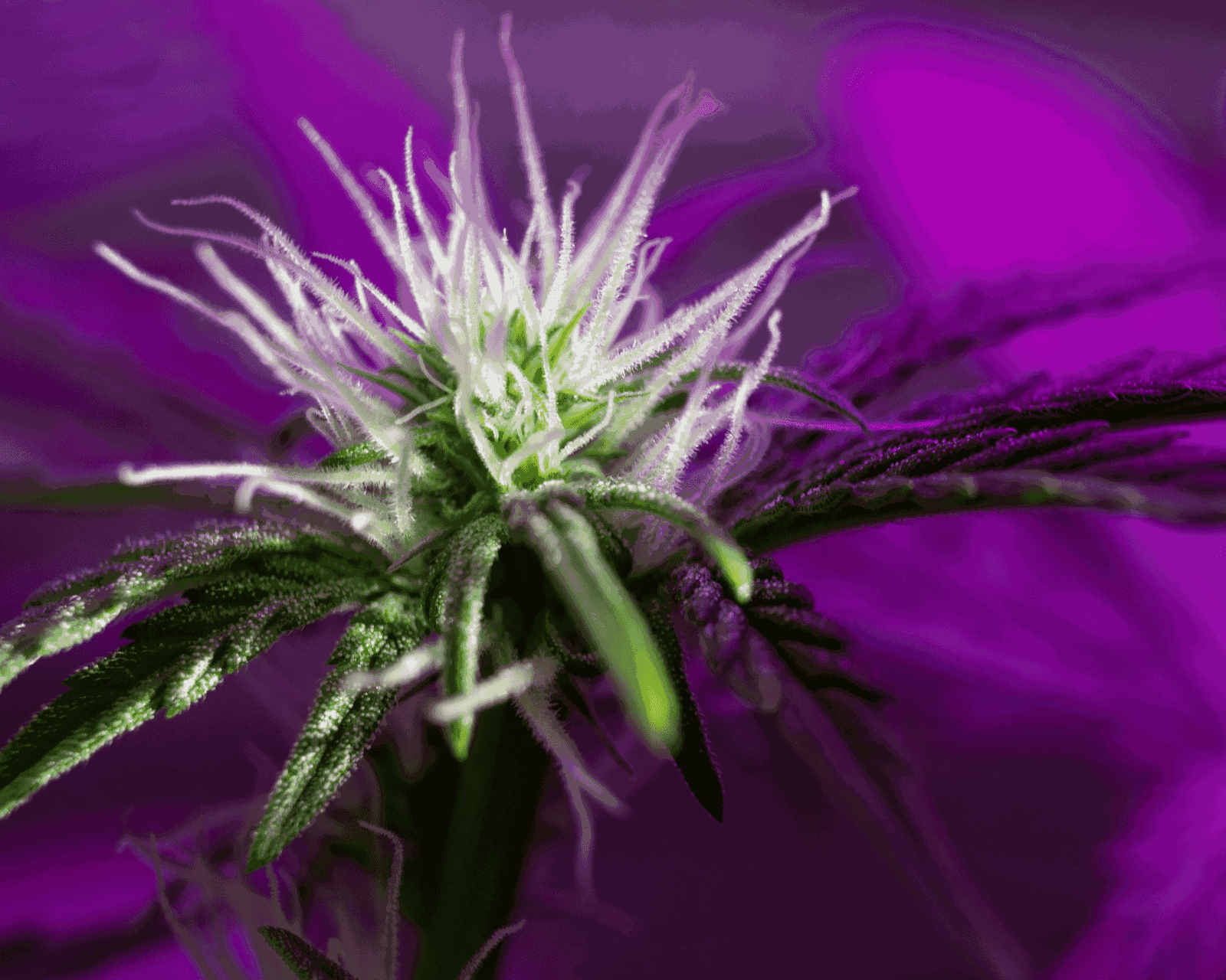 How to Set Up Carbon Filter in Grow Tent? Step-by-Step Guide