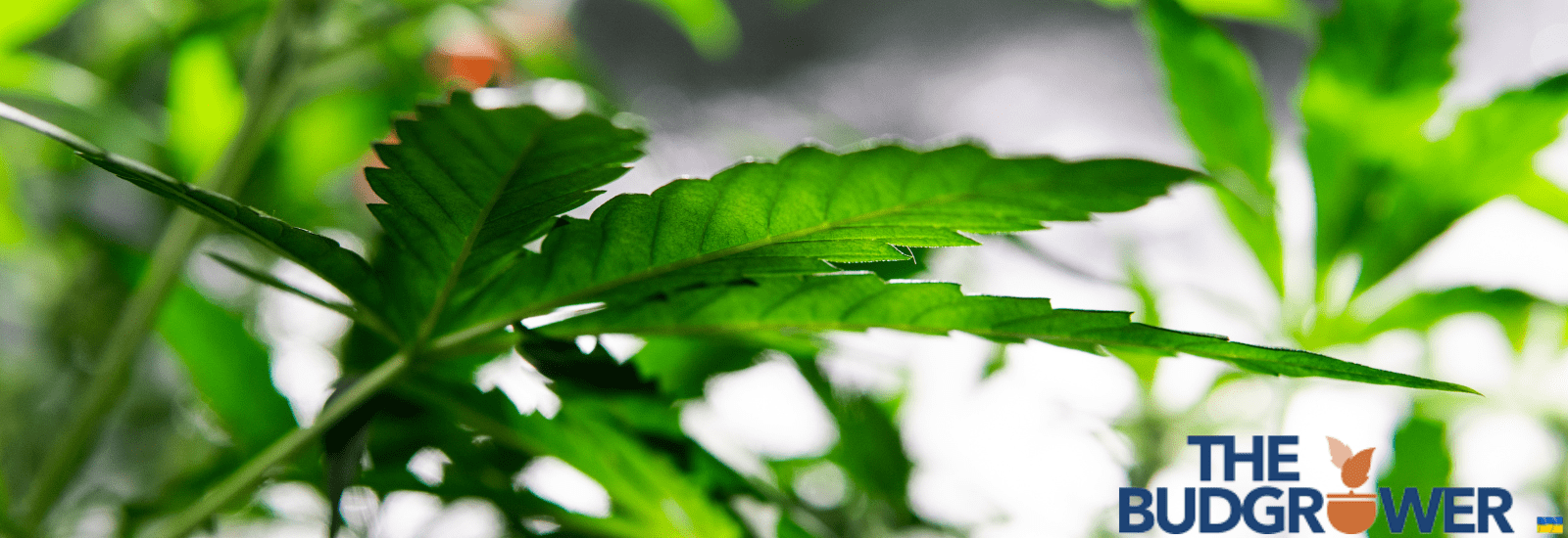 How to Set Up Grow Tent Carbon Filters