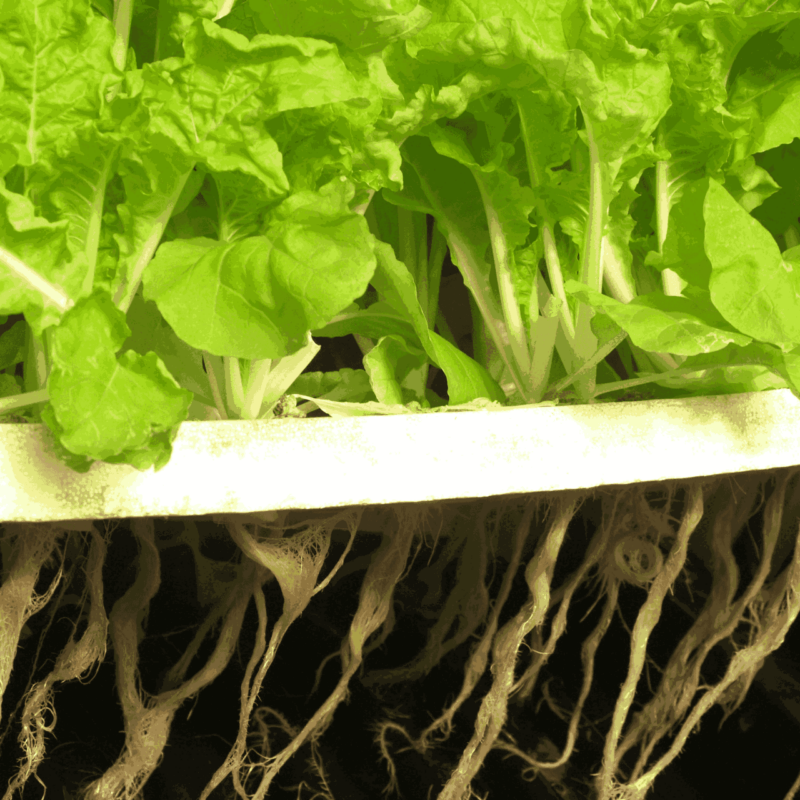 Hydroponic Grow Kits for Beginners