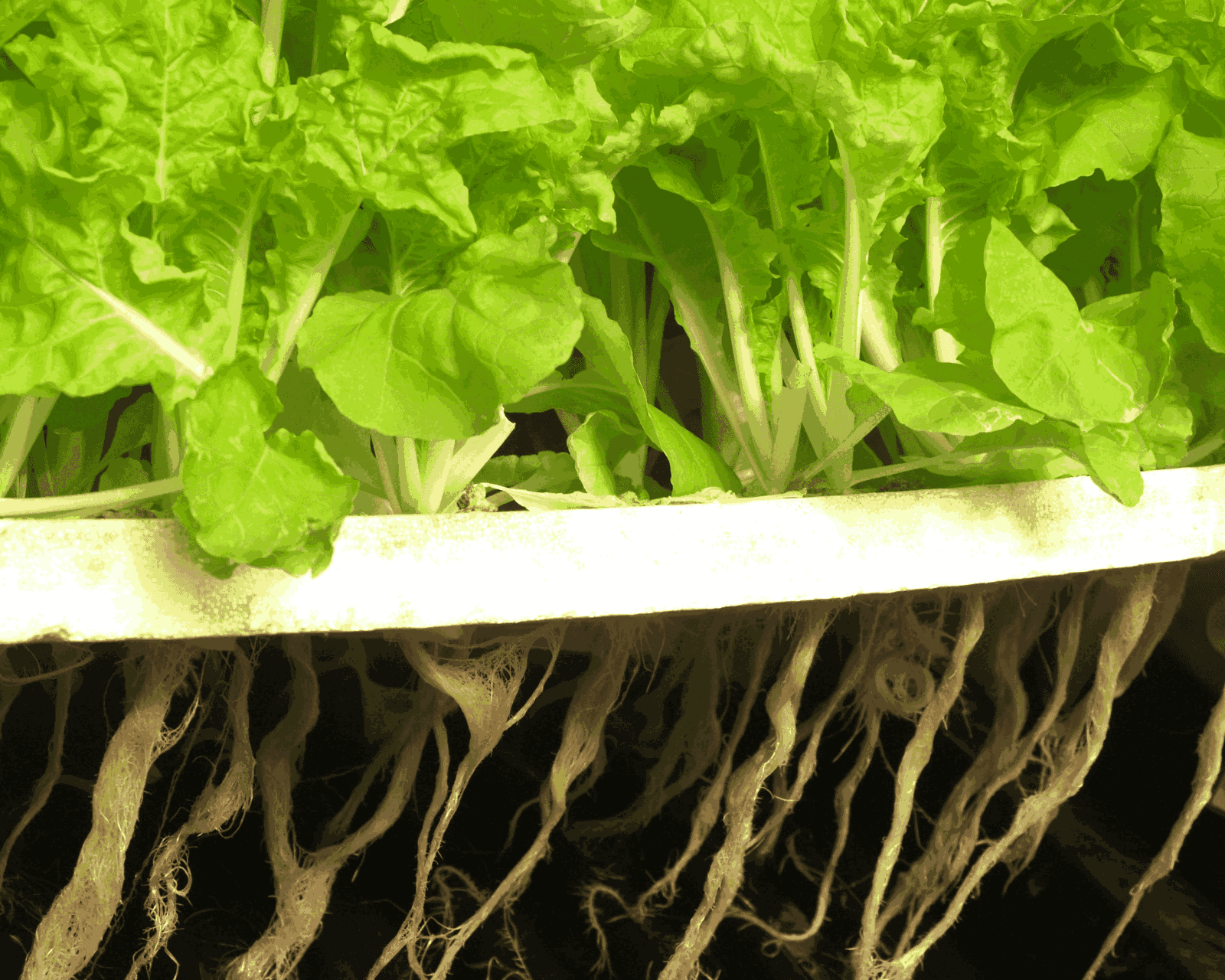 Hydroponic Grow Kits for Beginners: All You Need to Know