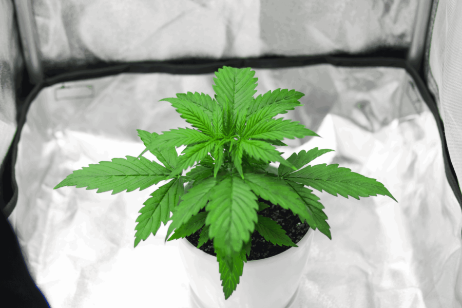 Indoor Grow Tent Complete Kit Setup