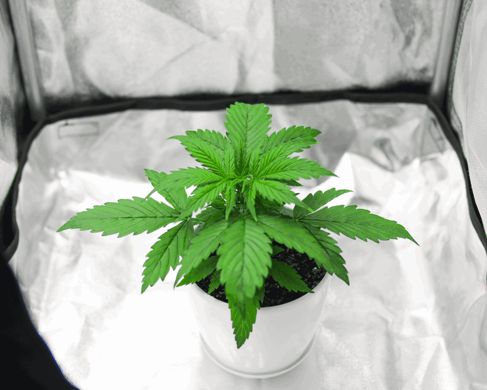 Indoor Grow Tent Complete Kit Setup: Step-by-Step Guide