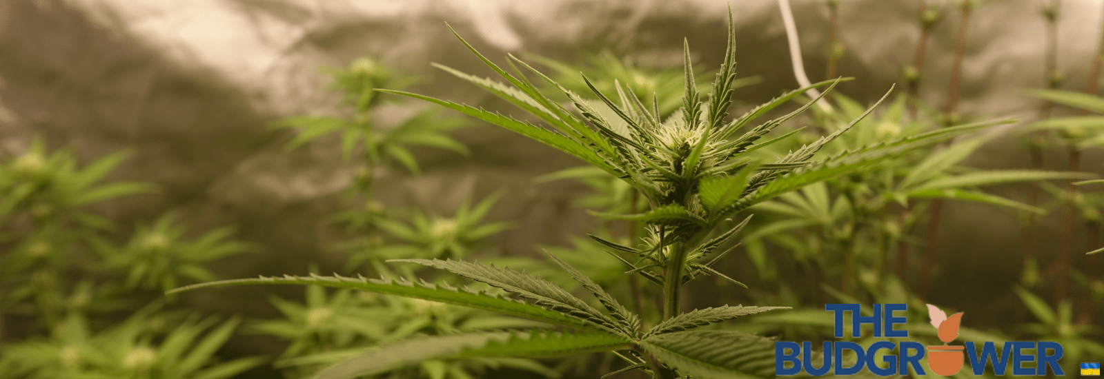 Maximise Control Over Temperature in grow tent