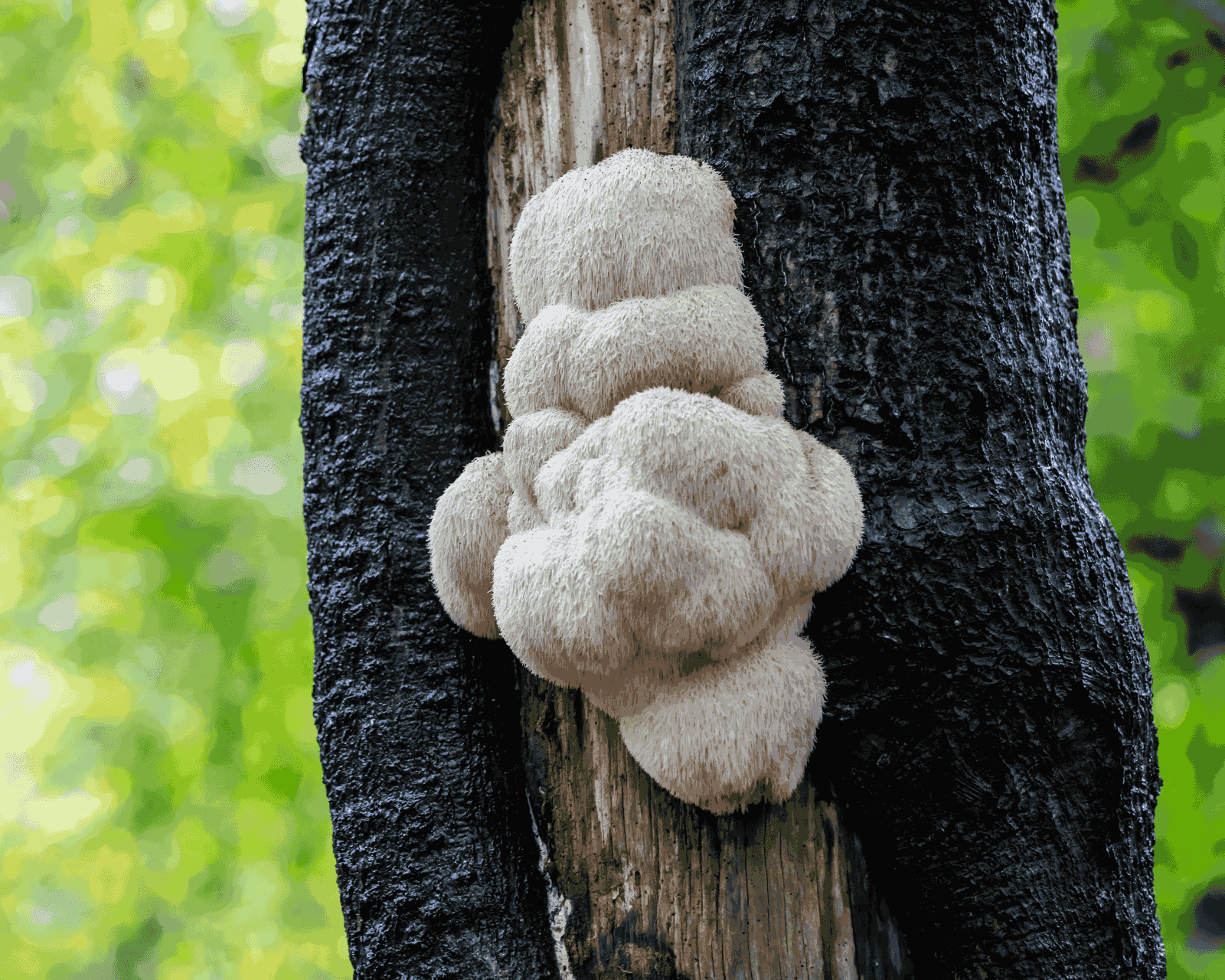 Most Common Mushrooms That Grow on Trees