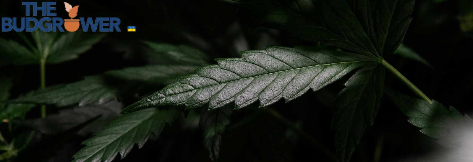 Pros and Cons of Grow Tents