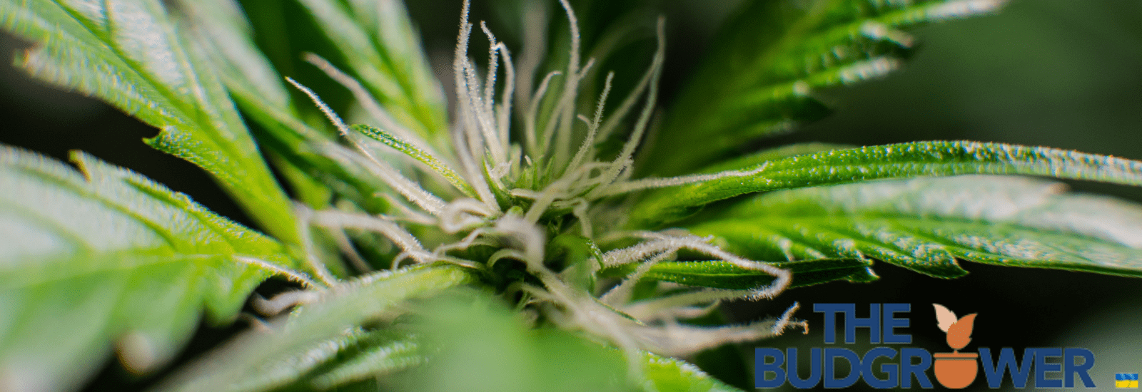 Significance of Grow Tent Carbon Filter Setup