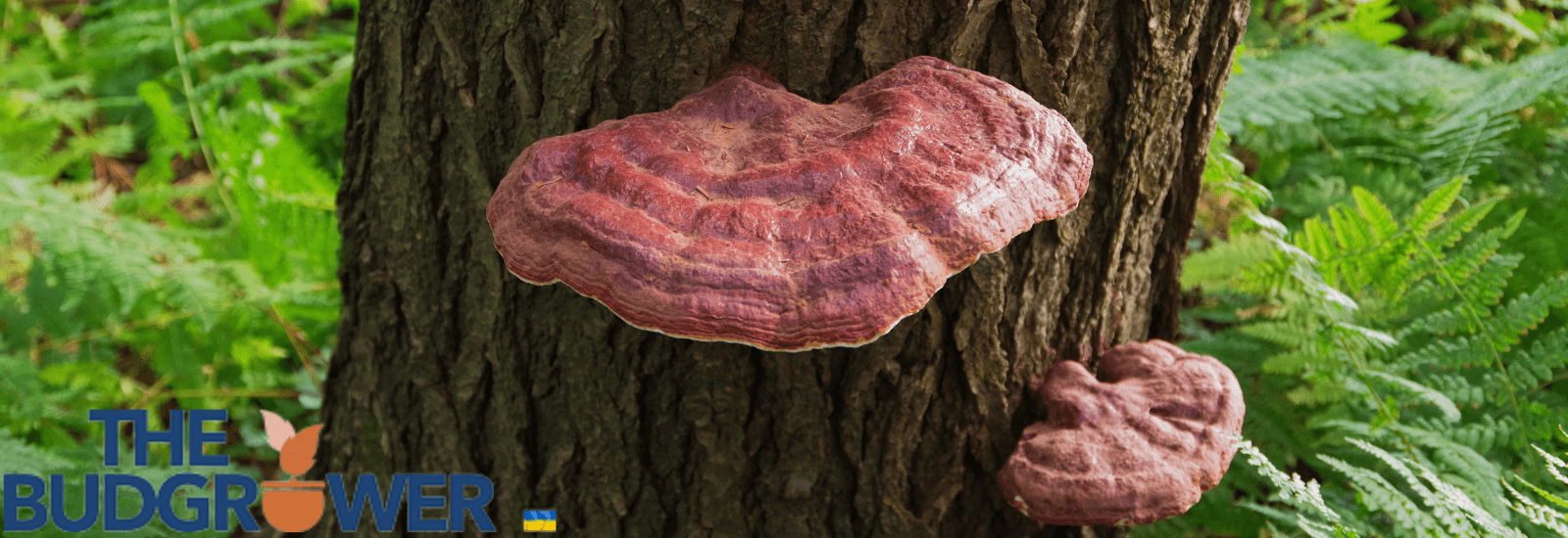 Uses of Tree Mushrooms