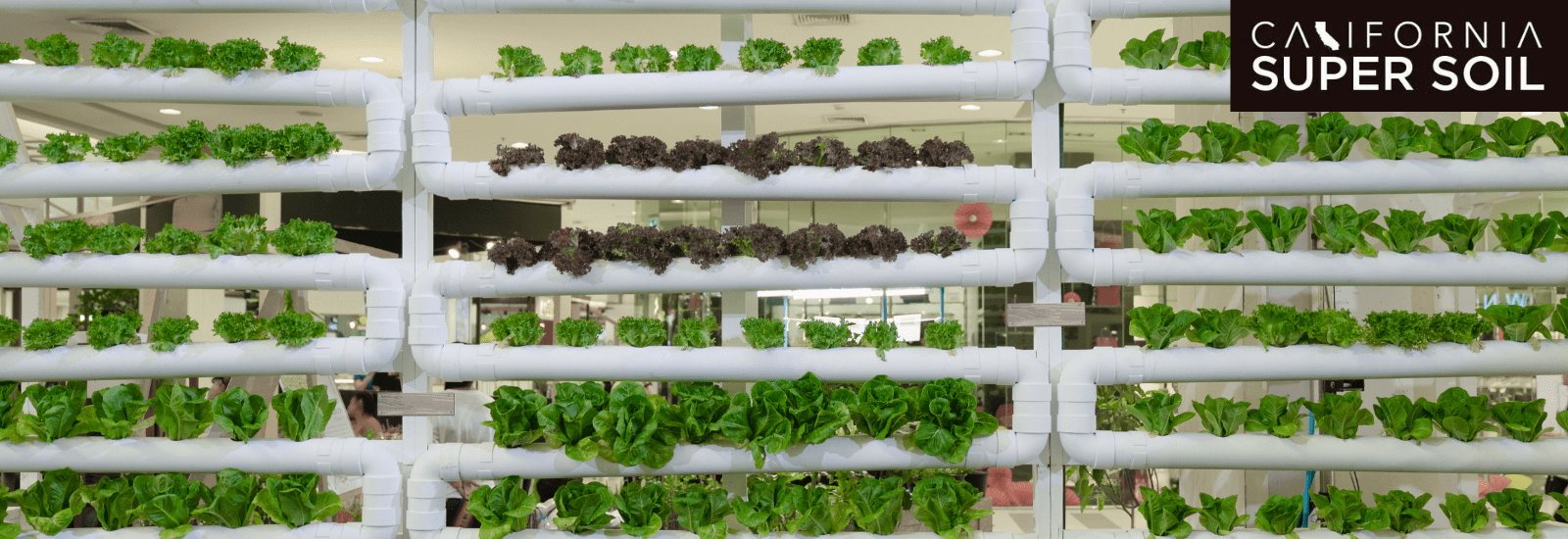 What Do You Need to Know Before Buying Hydroponic Grow Kits