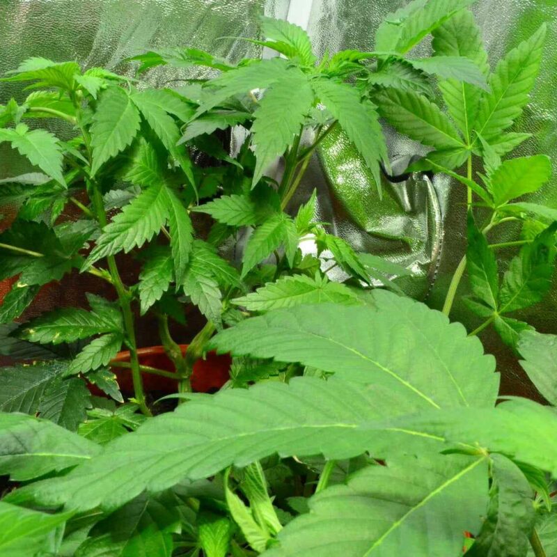 4x4 grow tent yield
