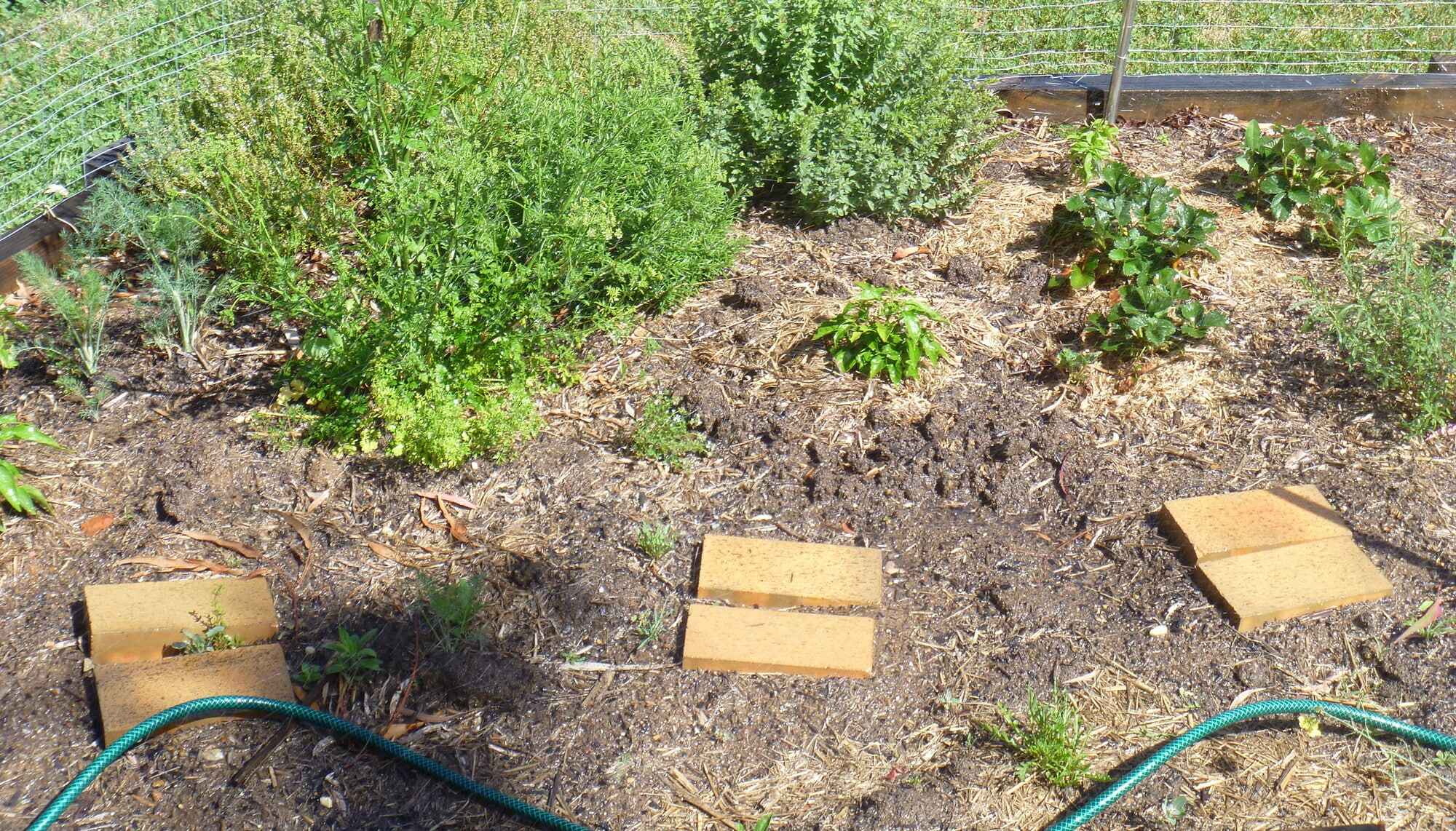 8 Best Herbs to Grow Indoors in 2024