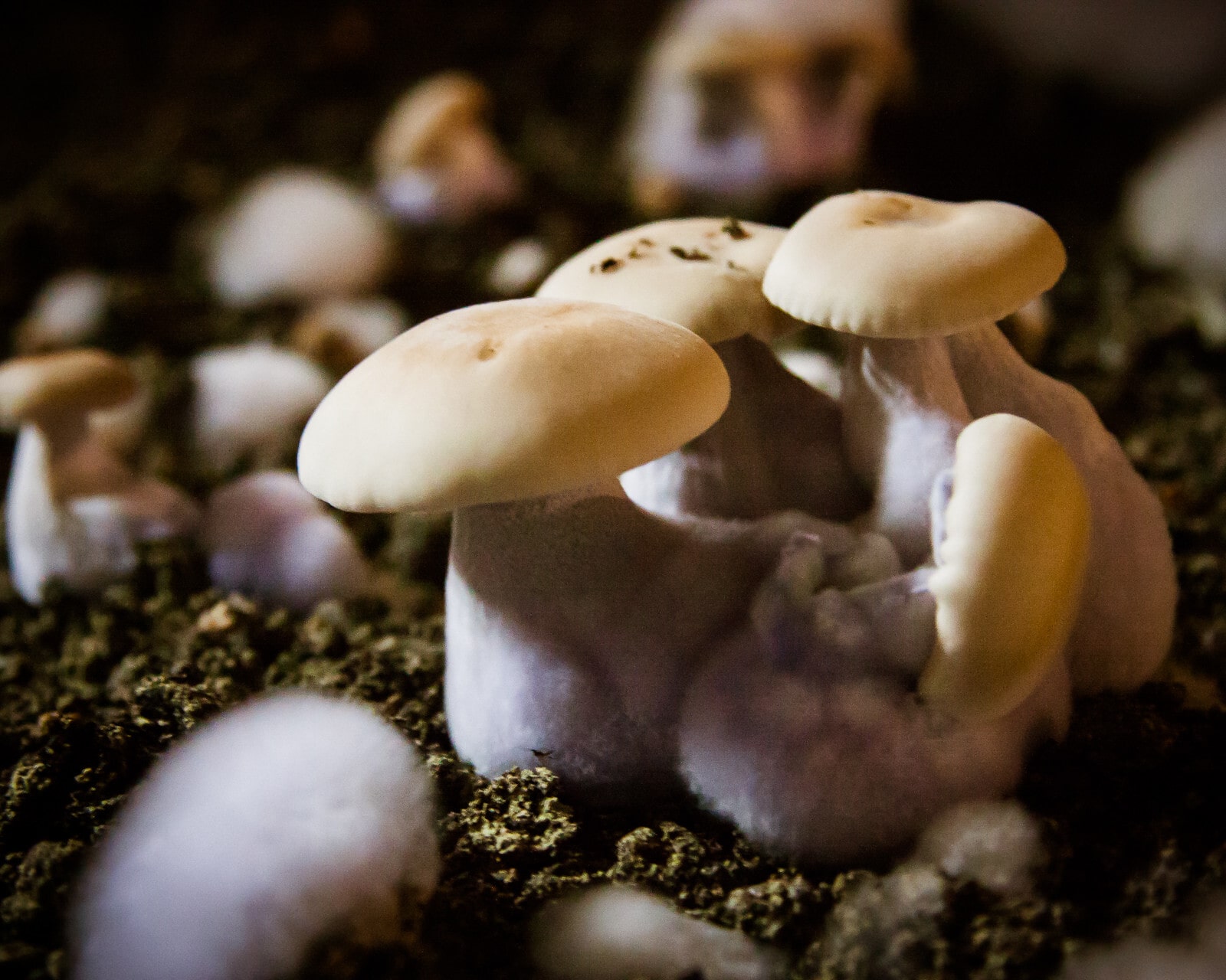 How to Grow Magic Mushrooms: Complete Guide 2024
