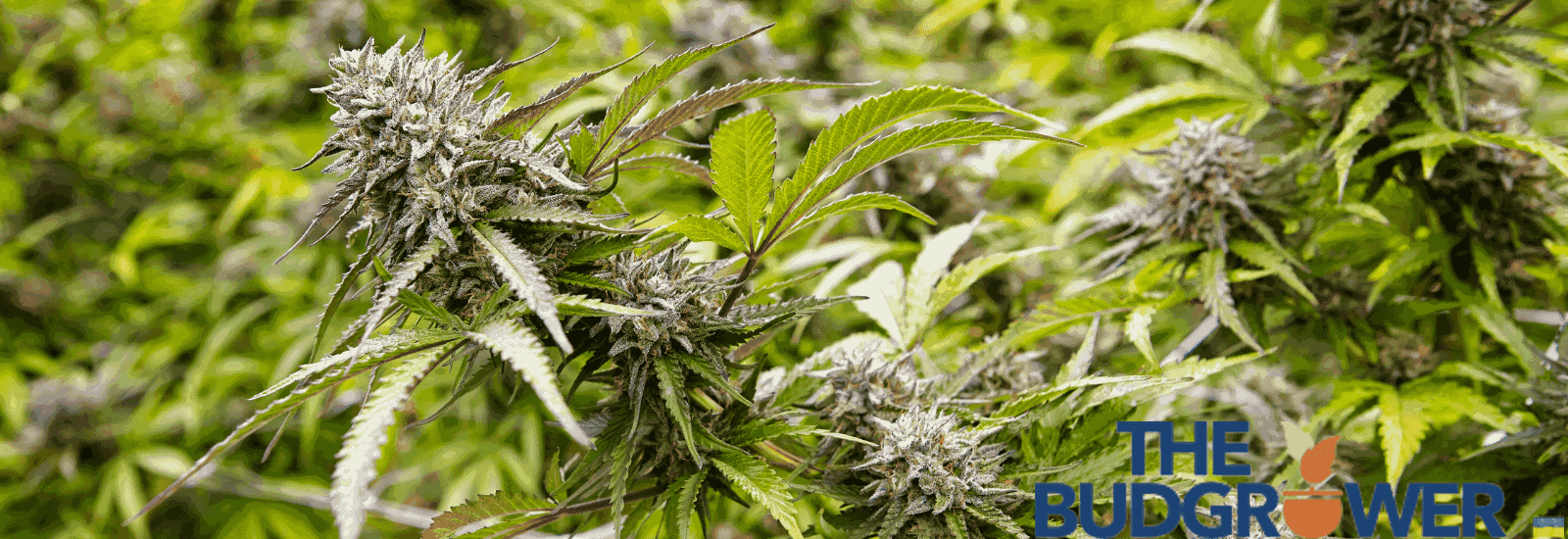 autoflower weed seeds