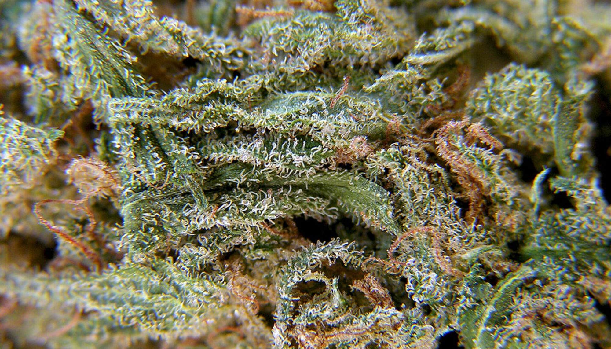 Autoflower Vs Photoperiod Cannabis Strains: Complete Guide