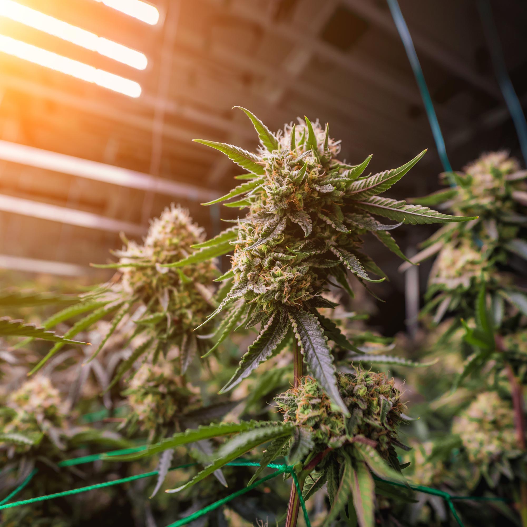 Cali Super Soil Liquid Trio Pack