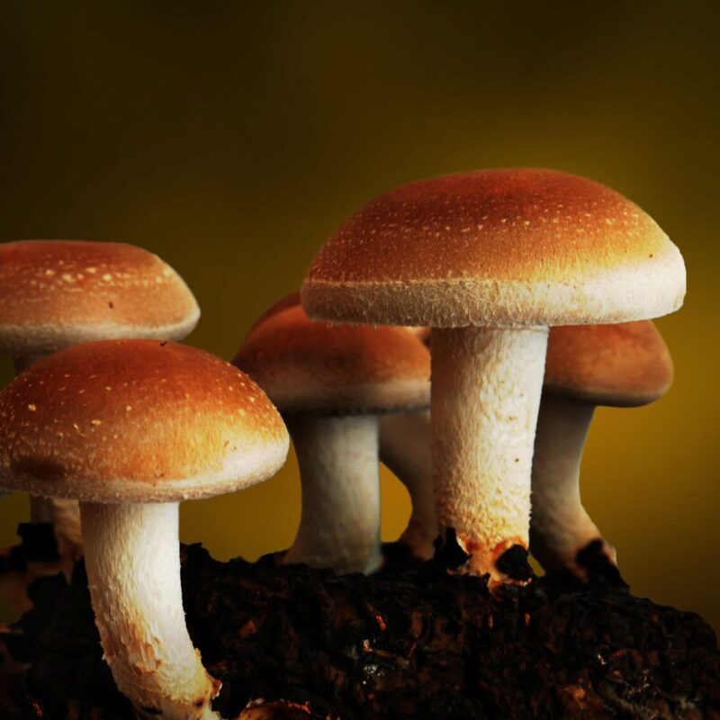 grow tent mushrooms