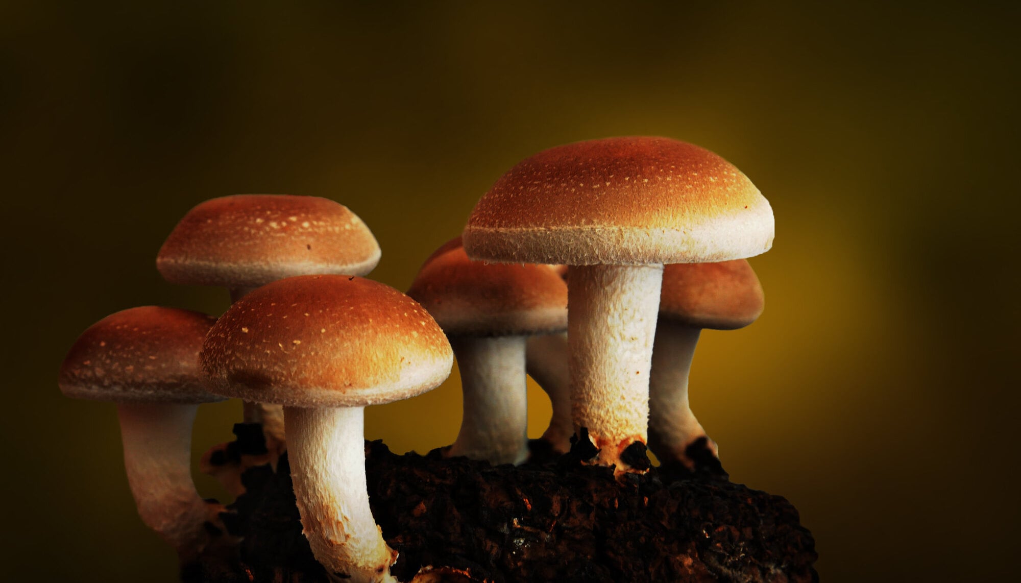 Mushrooms Grow Tent Setup: All You Need to Know