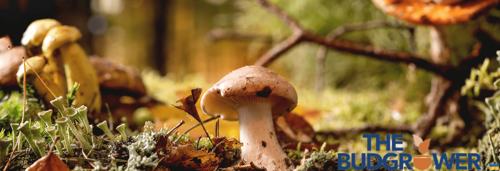 growing magic mushrooms