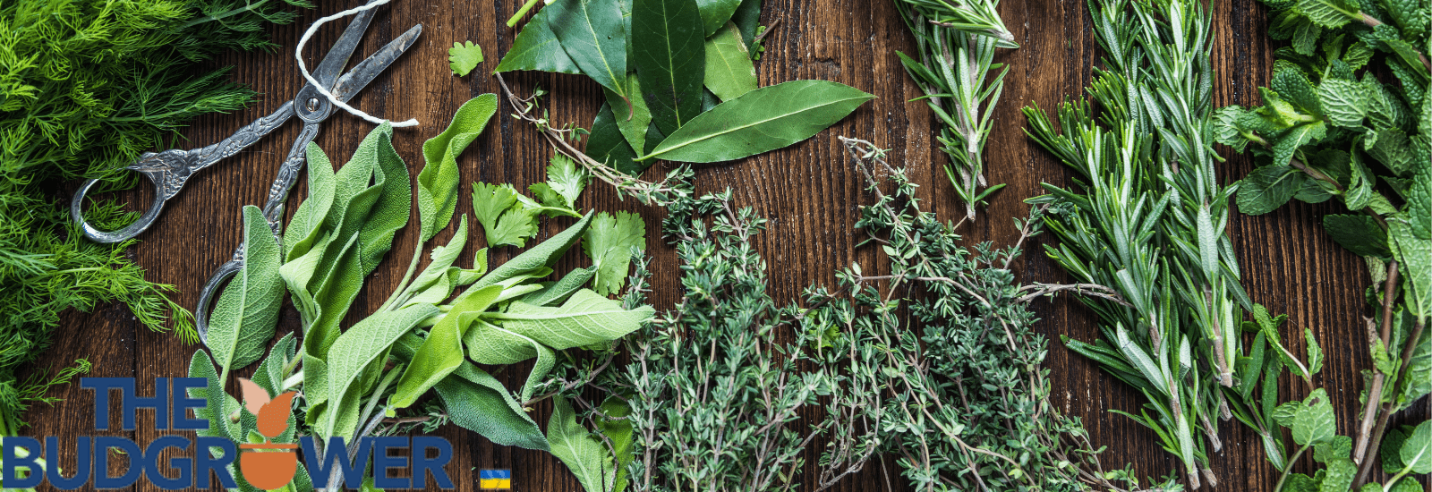 how to grow herbs indoors