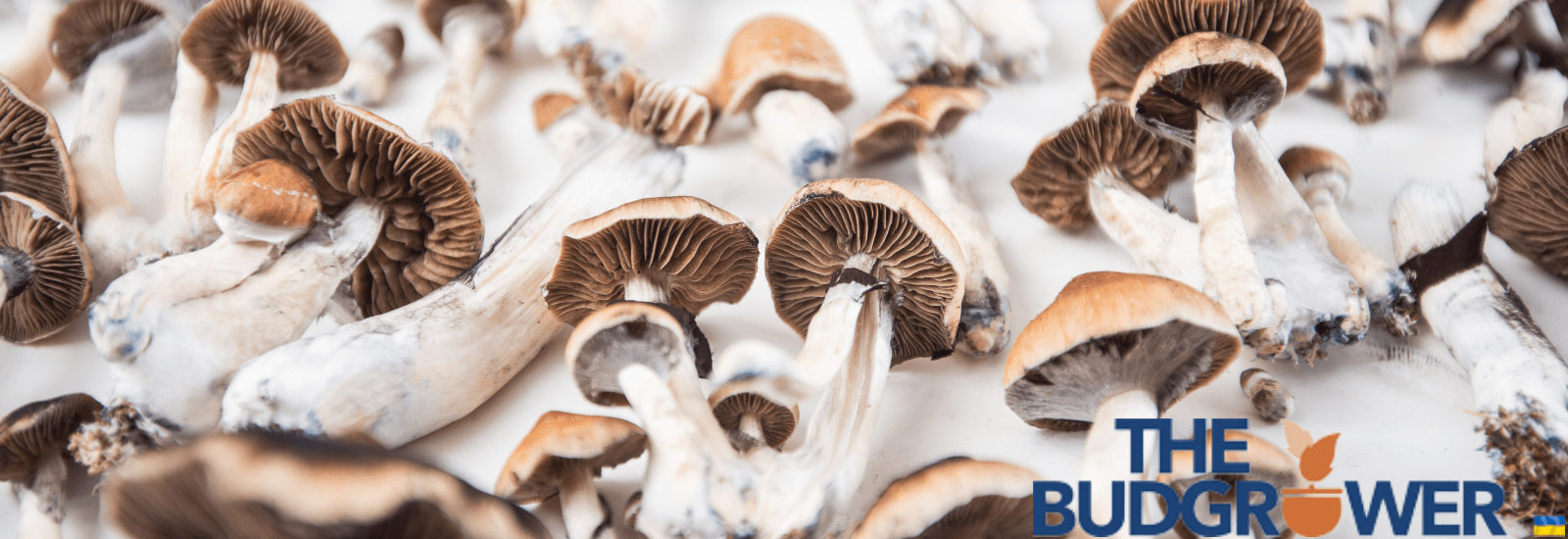 magic mushroom growth